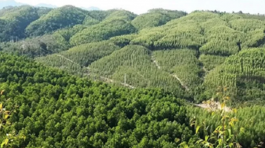 Gia Lai: Đề nghị công an vào cuộc vụ làm giả văn bản giao 392ha đất để trồng rừng
