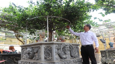  Trao bằng công nhận Cây Di sản Việt Nam cho cây Nhài có nhiều cành ở Trảng Bom- Đồng Nai