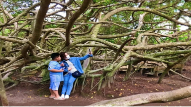Độc đáo cây di sản Việt Nam: Giàn gừa 150 tuổi với những "cánh tay" siêu dài