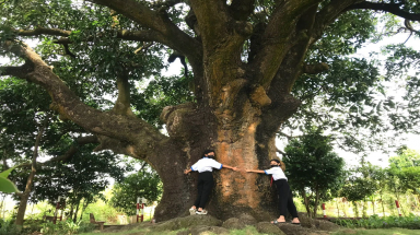 Độc đáo cây di sản Việt Nam: Cây xoài "”khai thủy" nguồn nước ngọt cho người dân xứ biển