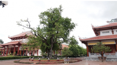  Độc đáo cây di sản Việt Nam: Cây me mang khí phách hùng thiêng của nhà Tây Sơn