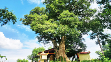  Độc đáo cây di sản Việt Nam: Đài quan sát kơ nia