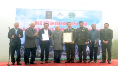 Cây Bách xanh đầu tiên được công nhận là Cây Di sản Việt Nam