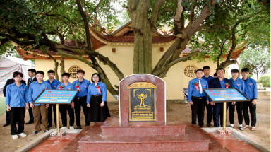  “Cụ Ruối” hơn 700 tuổi tại Miếu Đống Vịnh được vinh danh Cây di sản Việt Nam