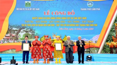  Quảng Ninh tổ chức lễ công nhận Cây Di sản Việt Nam vào đúng ngày Khai hội Đền Cửa Ông năm 2024.