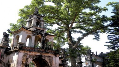  5 cây cổ thụ bên bờ sông Nhuệ được công nhận là Cây Di sản Việt Nam