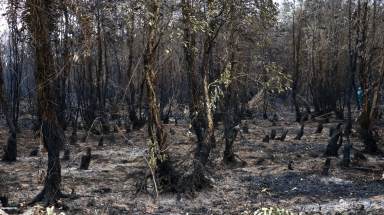  Vì sao 40ha rừng tràm ở Cà Mau cháy lớn?