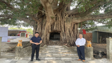  Bộ rễ khủng cây di sản trùm kín miếu thờ ở Quảng Nam