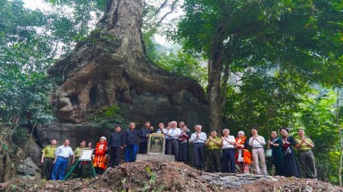 Cây Nghiến cổ thụ bậc nhất của tỉnh Tuyên Quang được vinh danh là cây Di sản Việt Nam