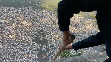  Cá chết nổi dày đặc hồ sinh thái Bàu Sen ở Bình Định