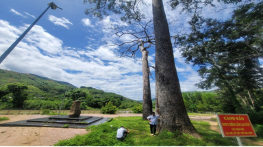  Khánh Hòa: Thông tin "lại" vụ cần 400 triệu đồng để... chặt hạ, bảo tồn cây Di sản