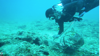  Lặn biển dọn rác, bảo vệ rạn san hô ở đảo Lý Sơn
