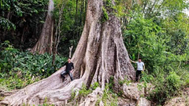  Thêm 5 loài cây mới lọt vào danh sách Cây Di sản Việt Nam