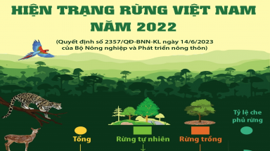 Hiện trạng rừng Việt Nam năm 2022
