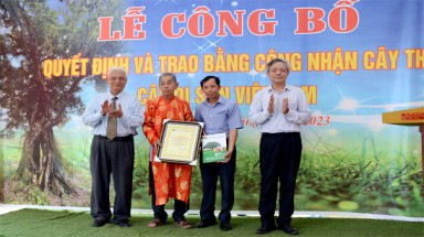  Cây Di sản Việt Nam: Cây thị “cứu Vua” ở Hương Sơn (Hà Tĩnh) được vinh danh 