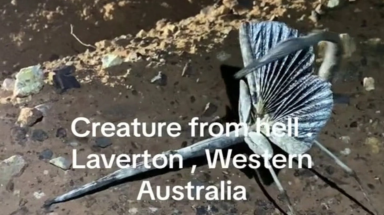 Rùng mình với "sinh vật đến từ địa ngục" phát hiện ở Úc