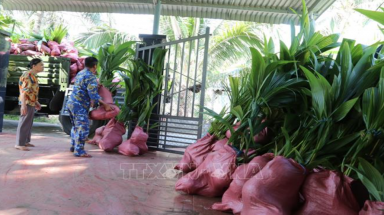 Tiếp nhận 3.000 cây dừa giống phủ xanh quần đảo Trường Sa do thị xã Hoài Nhơn (Bình Định) trao tặng