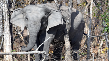  WWF khởi động sáng kiến mới về voi châu Á trong khu vực