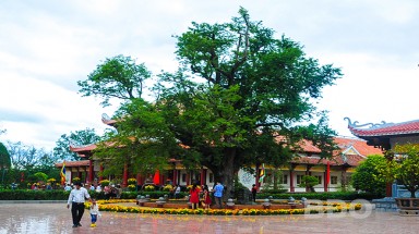  Bảo vệ cây me di sản tại Bảo tàng Quang Trung