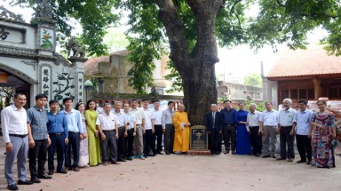  Cây đầu tiên ở thị xã Thuận Thành được vinh danh Cây Di sản Việt Nam