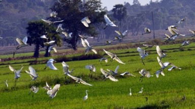 Đẩy mạnh thực hiện giải pháp cấp bách bảo tồn chim hoang dã, di cư tại Việt Nam