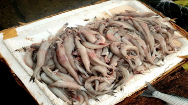  Phát hiện mẫu cá khoai dương tính với Phoóc môn khi test nhanh tại Quảng Bình