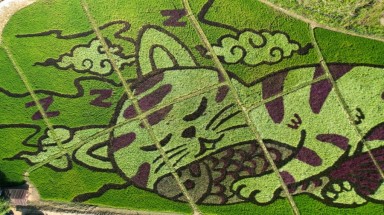  Rực rỡ bức tranh "mèo ôm cá" trên cánh đồng lúa ở Thái Lan 