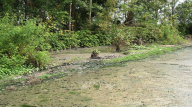  Nước thải xả thẳng vào rạch đổ ra sông Vàm Cỏ Đông, gây ô nhiễm môi trường