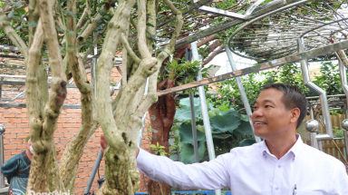  Thêm 18 cây cổ thụ và 2 loài cây mới lọt vào danh sách Cây Di sản Việt Nam