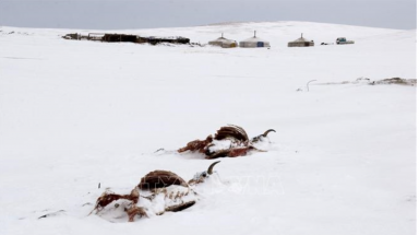  Tuyết dày gần 40 cm bao phủ 90% lãnh thổ Mông Cổ