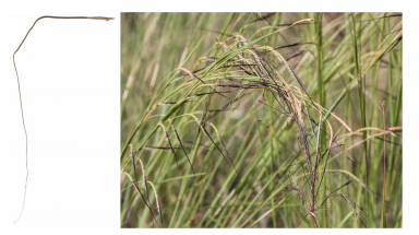 Cỏ Pili - Loại cỏ đặc biệt biết chuyển động khi bị ướt
